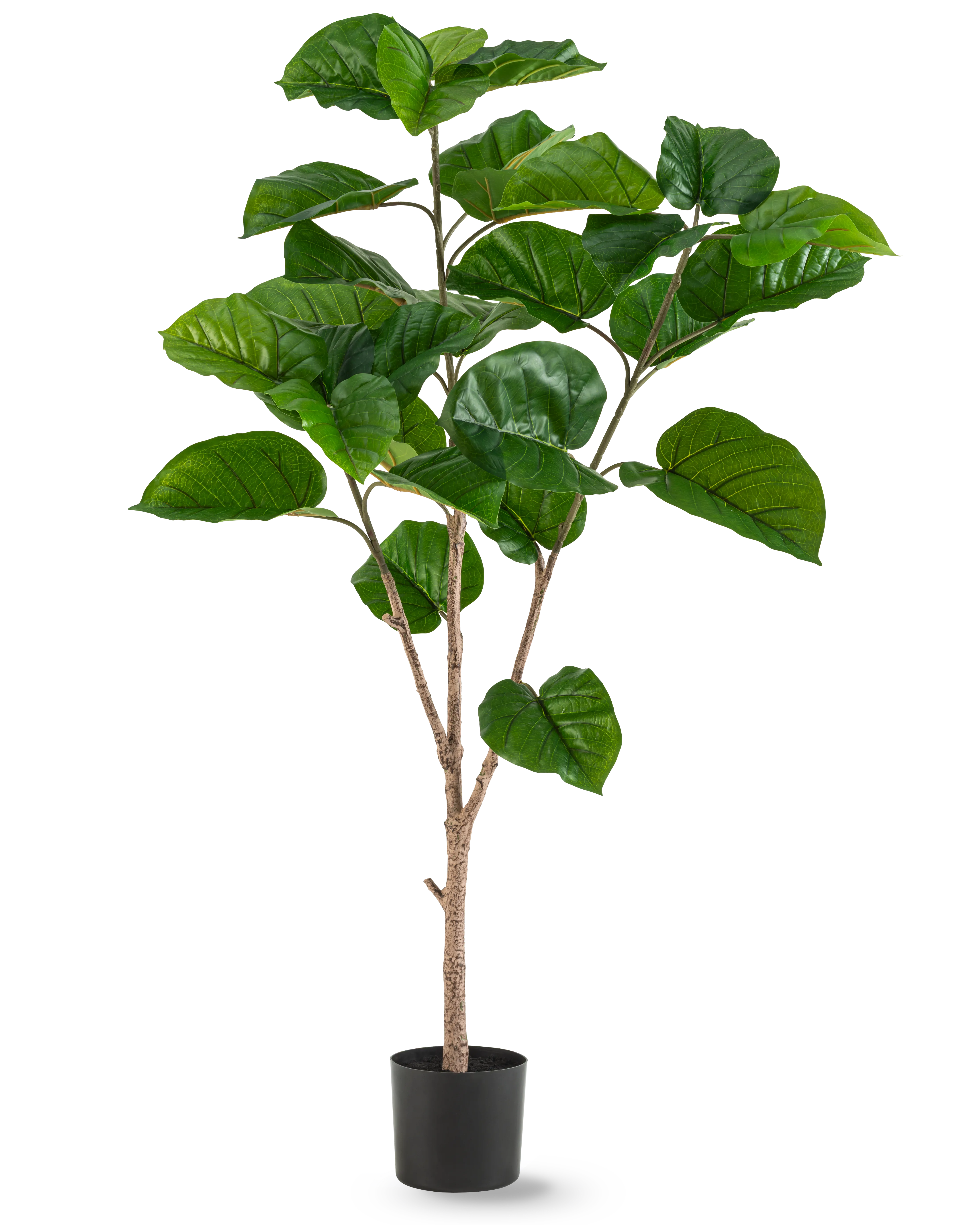Kunst Ficus